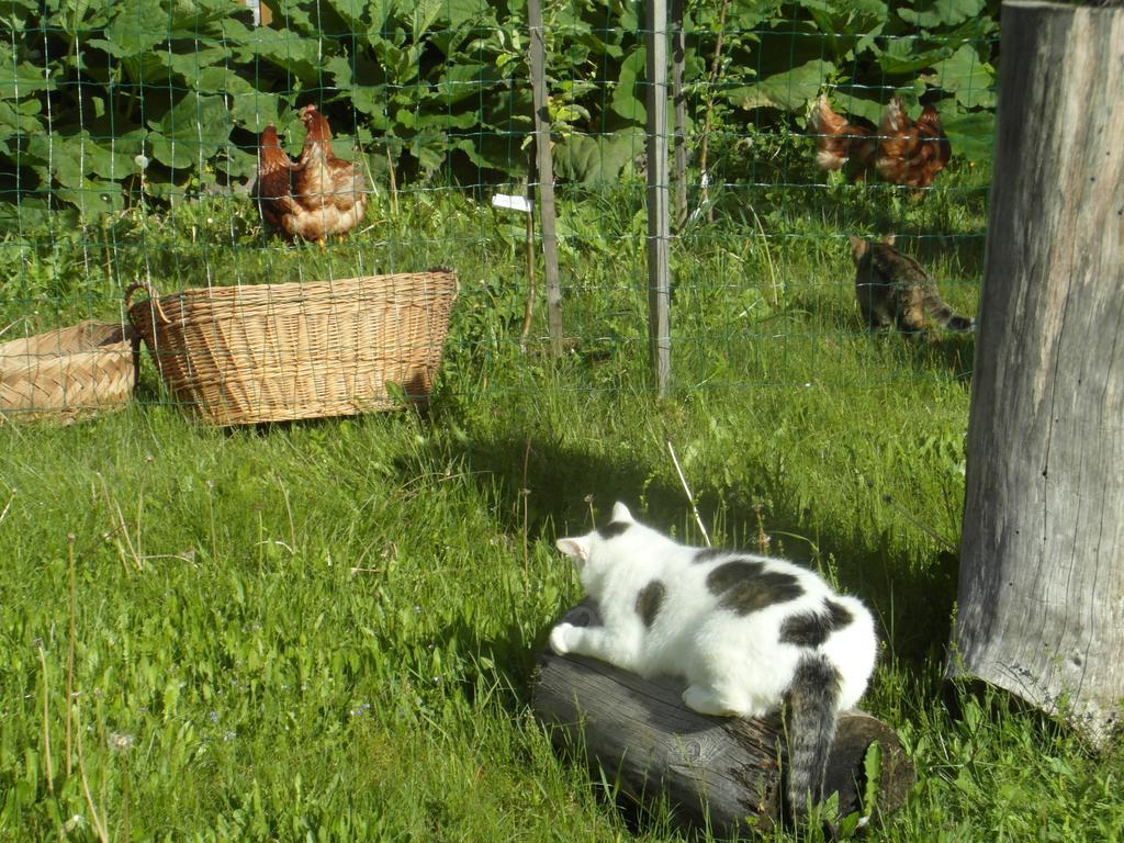 Farm Kosir Villa Kranjska Gora Luaran gambar