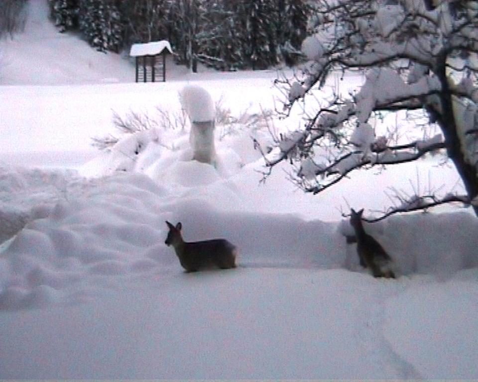 Farm Kosir Villa Kranjska Gora Luaran gambar